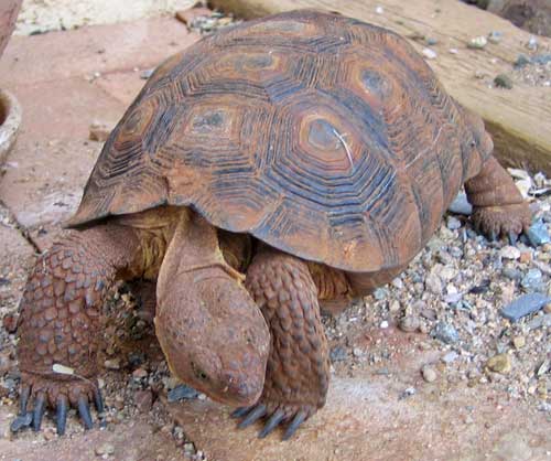 Desert Tortoise | Another Think